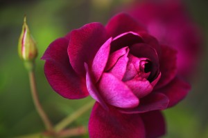 Burgundy Rose and Bud